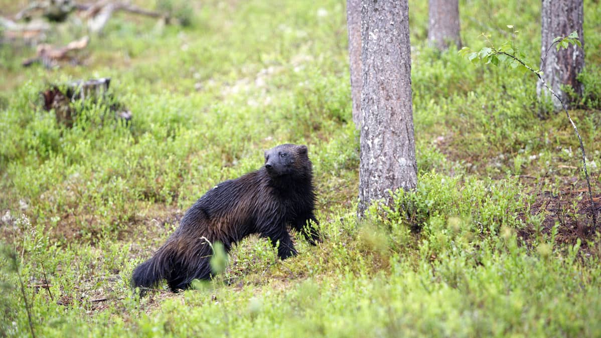 Ahma metsässä.
