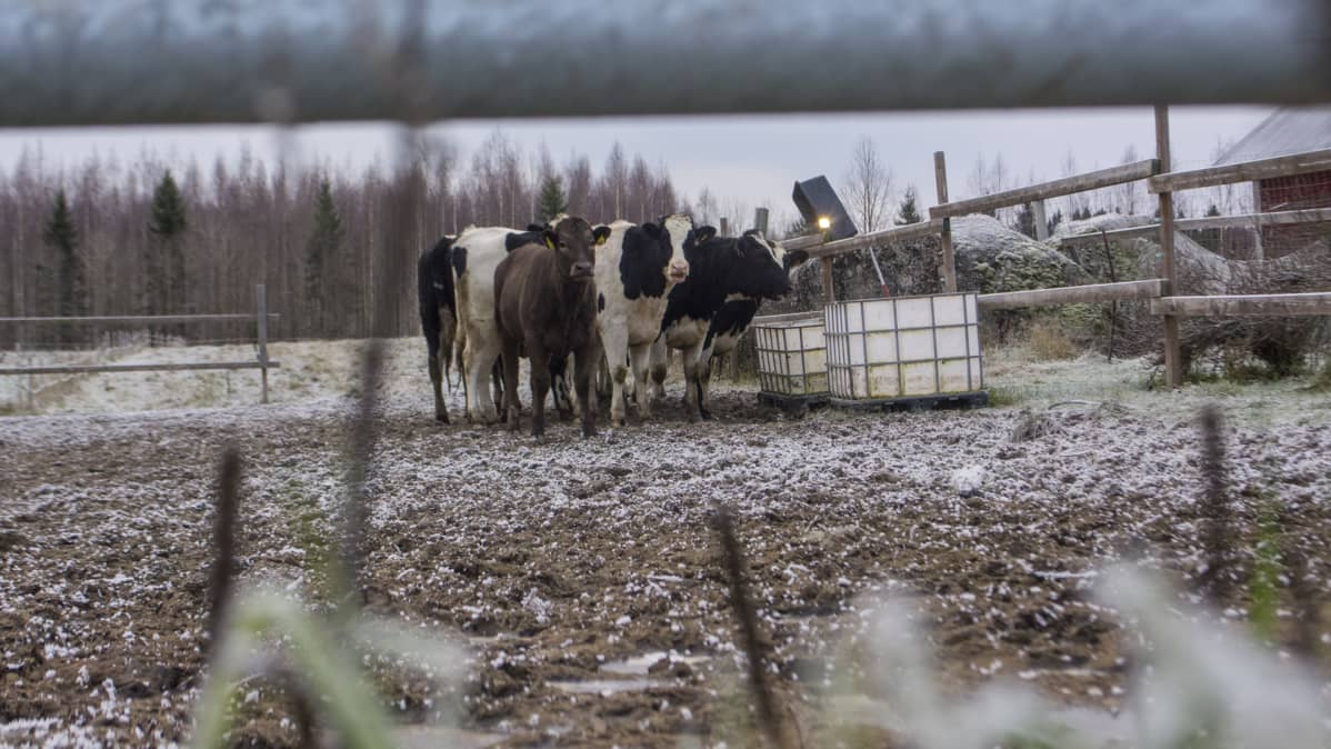 Lehmiä ulkoaitauksessa marraskuussa