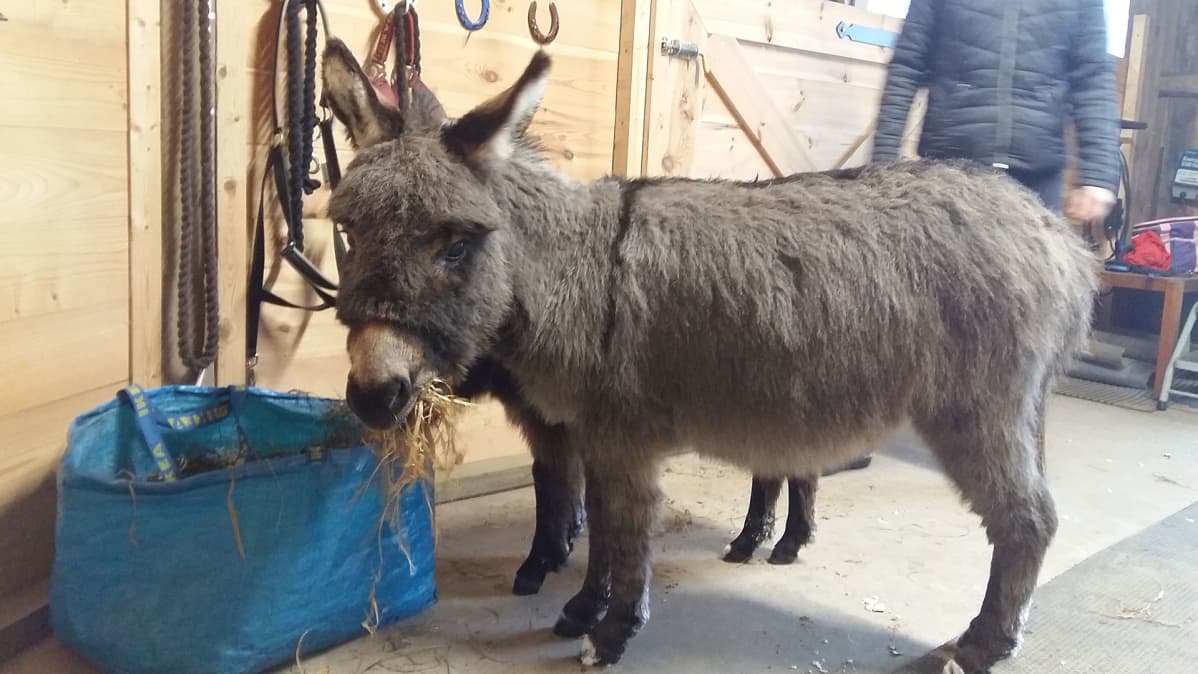 Rölli Välimeren miniaasi takana Callen kaviot Lopen Tevännöllä Valkaksen tila