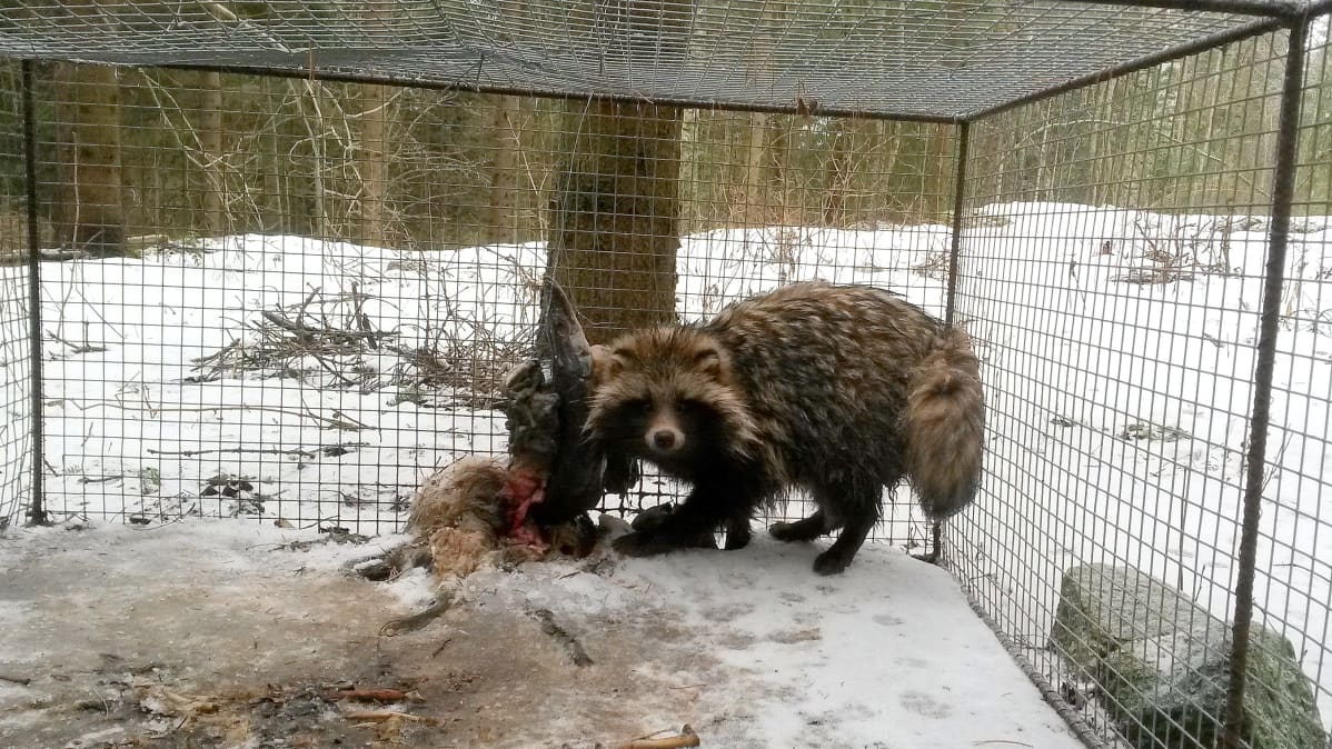 Supikoira häkissä talvella