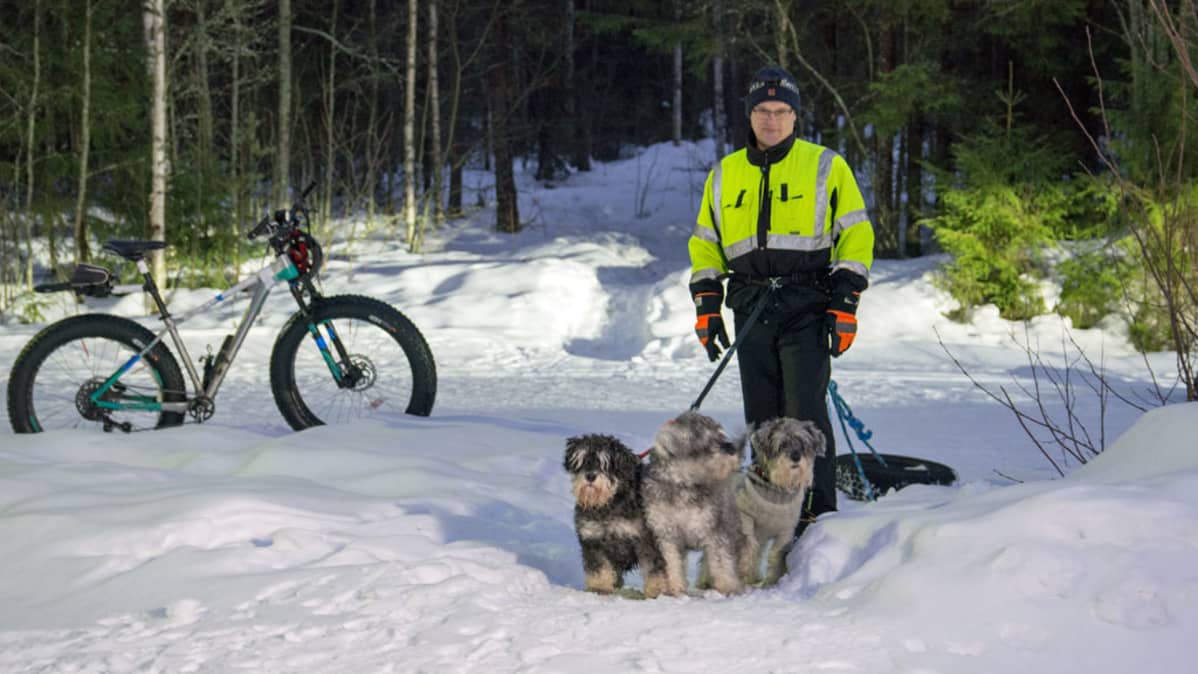 Mies kulkee polkua koirien kanssa vetäen autonrengasta perässään.