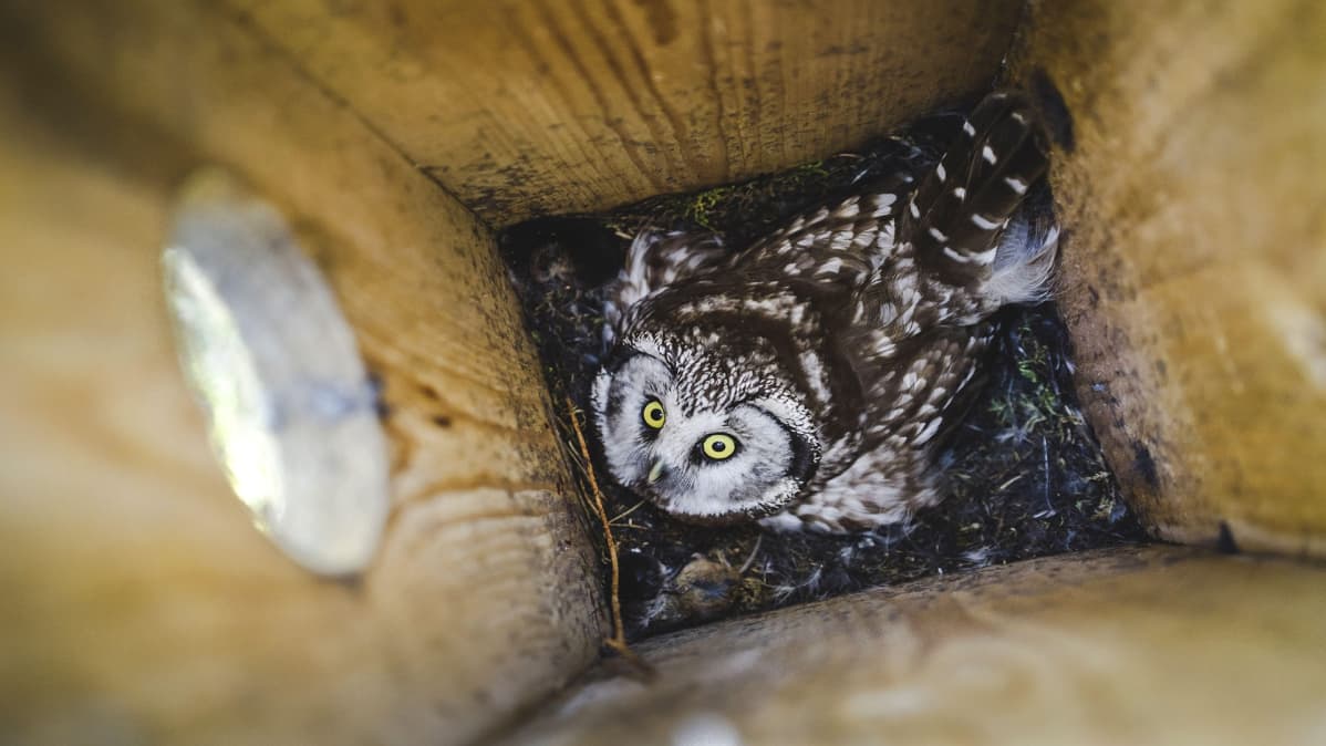 Helmipöllöjen kanta on taantunut Suomessa metsätalouden seurauksena.