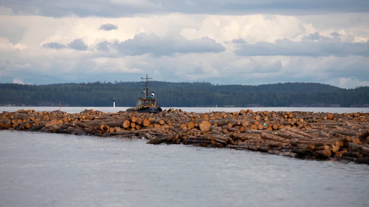 Tukkilautan uittoa Saimaalla.