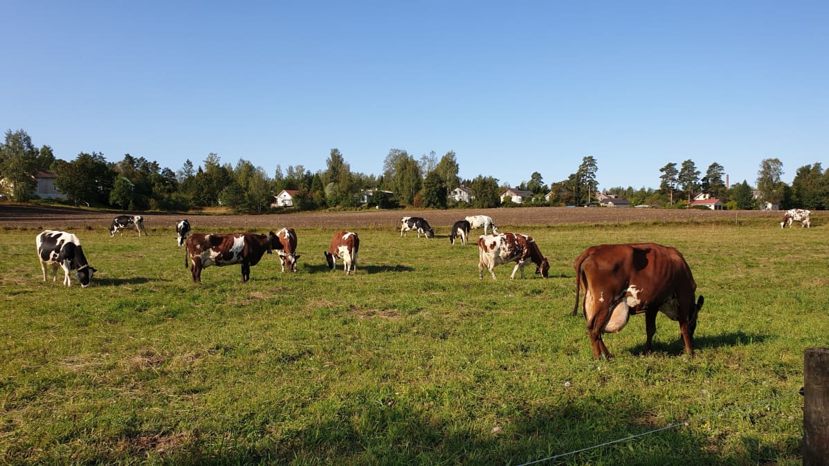 Lehmiä laitumella