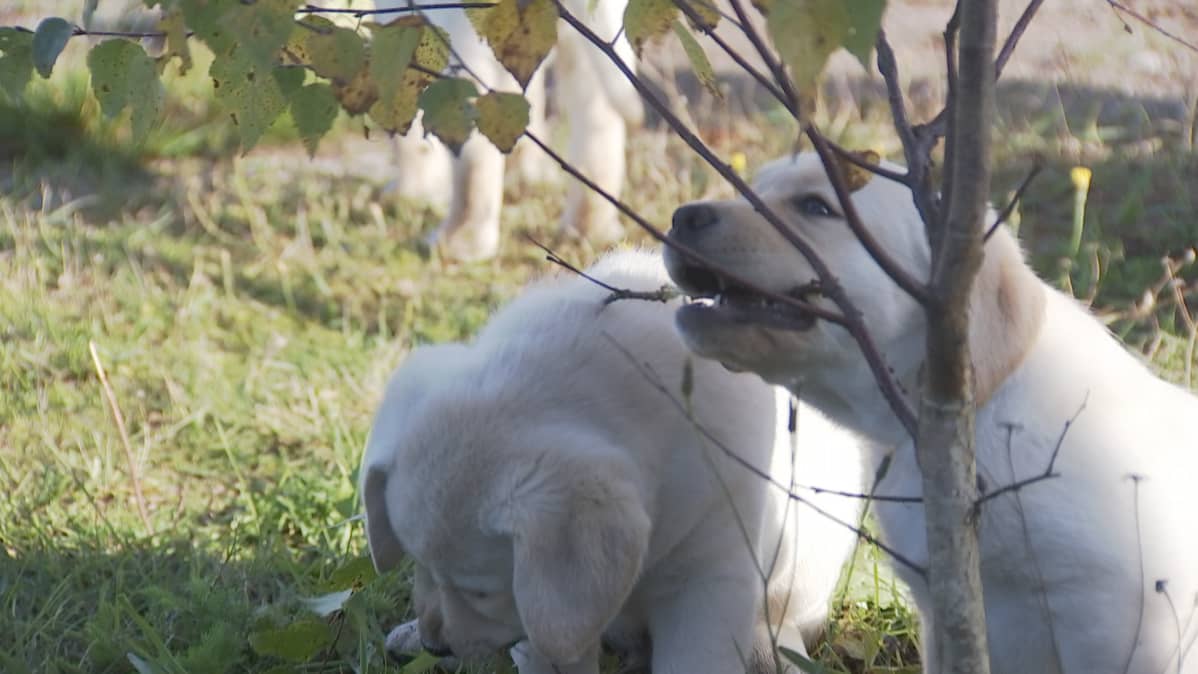 Labradorinnoutajanpennut jyrsivät nuorta koivua.
