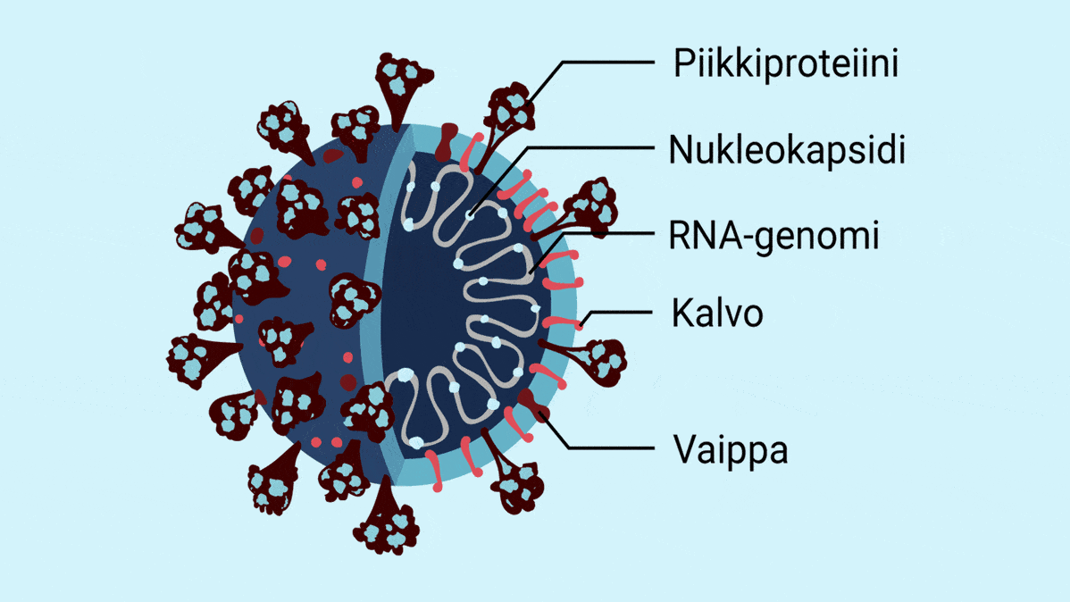 Koronavirus