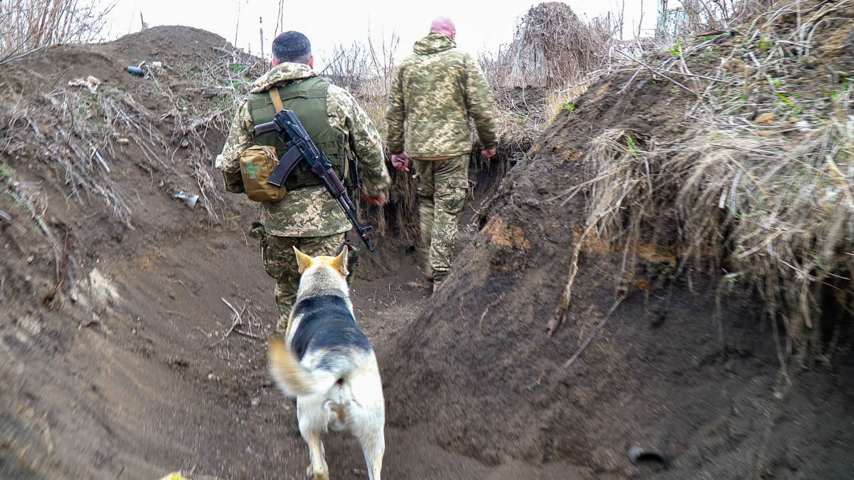 Koiria ja kissoja on paljon Ukrainan etulinjassa. Ne muun muassa varoittavat, kun havaitsevat ääniä ja hajuja.