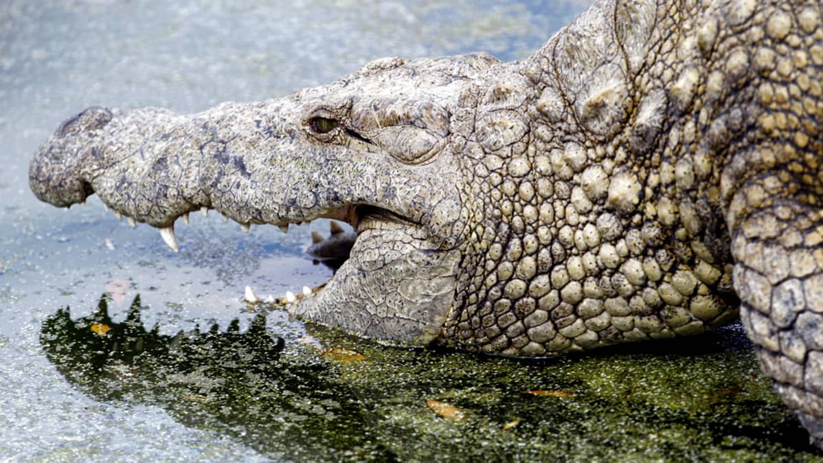 vapaa porno traileri video