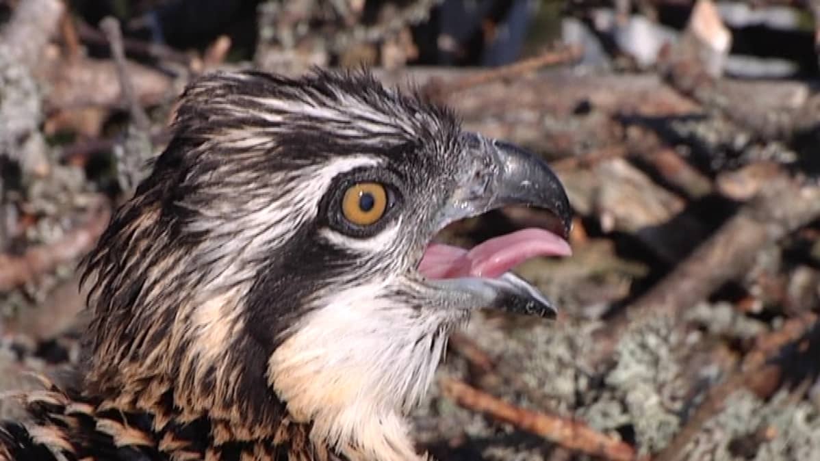 musta Booty Pussy kuvia