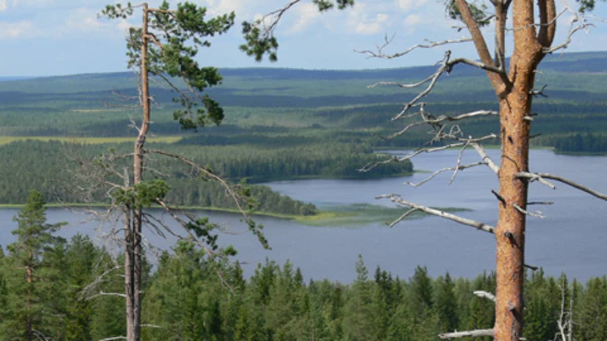 Maisema Puolangalta.