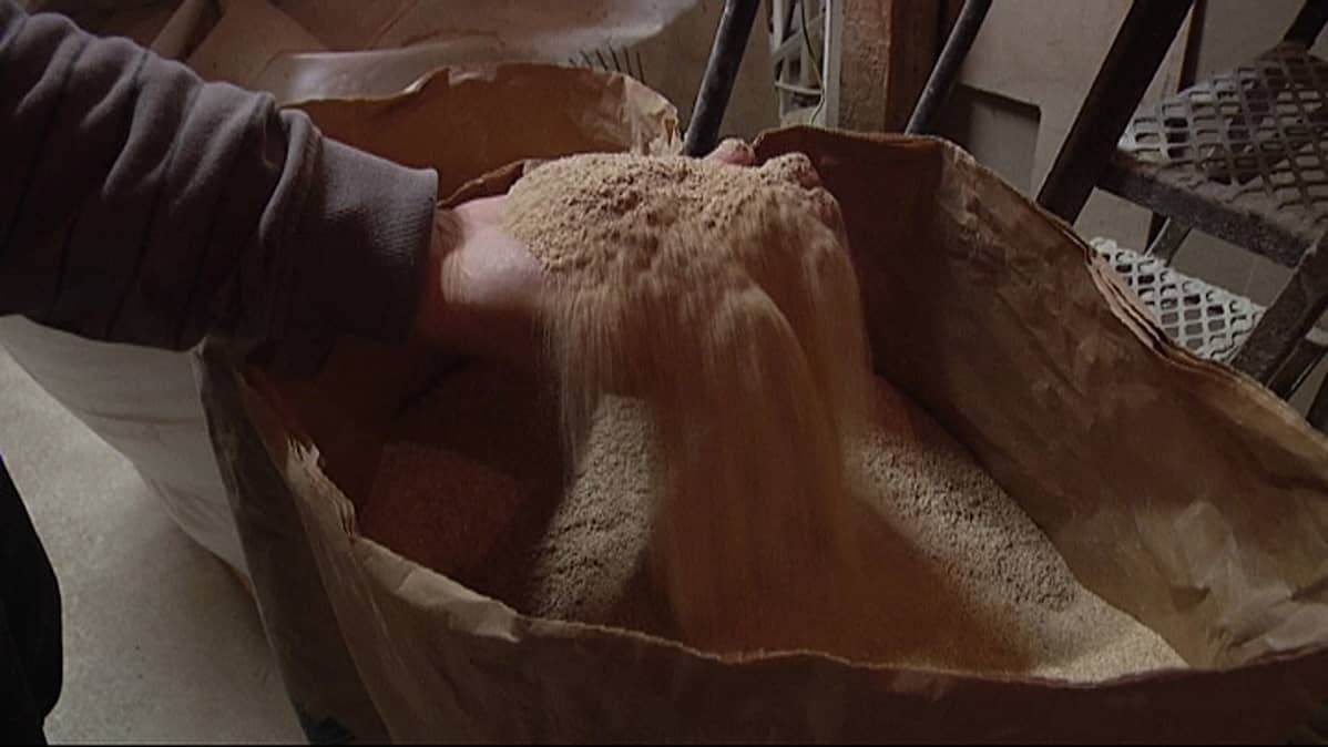 Mylläri kauhoo vastajauhettua viljaa säkistä.