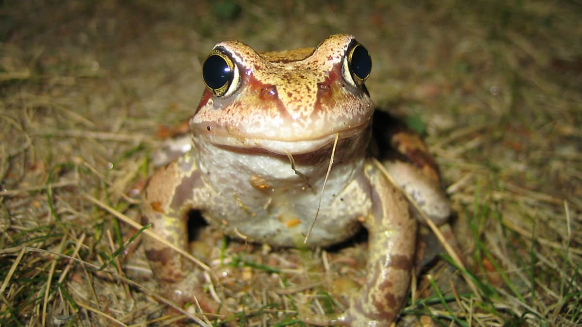 Itsetuhoinen sammakko etsi onnea nuotiosta | Yle Uutiset | yle.fi