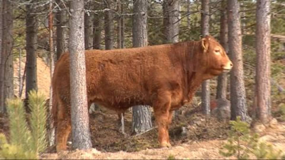 Porno putki tarkastelu