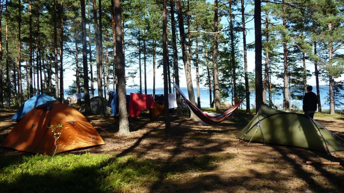 Telttoja metsässä