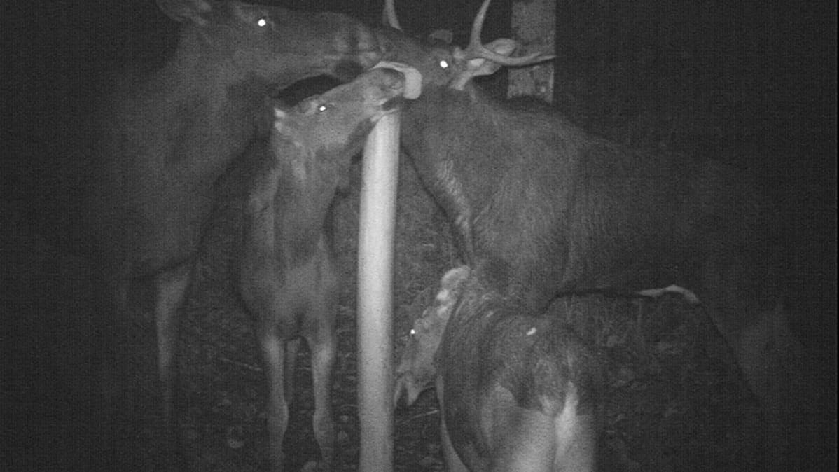 Hirvet nuolevat suolakiveä.