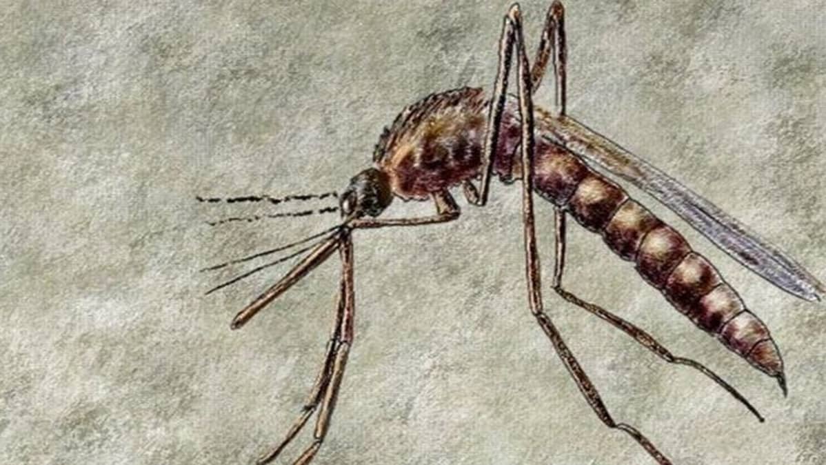 Dengue-kuumeen levittäjä