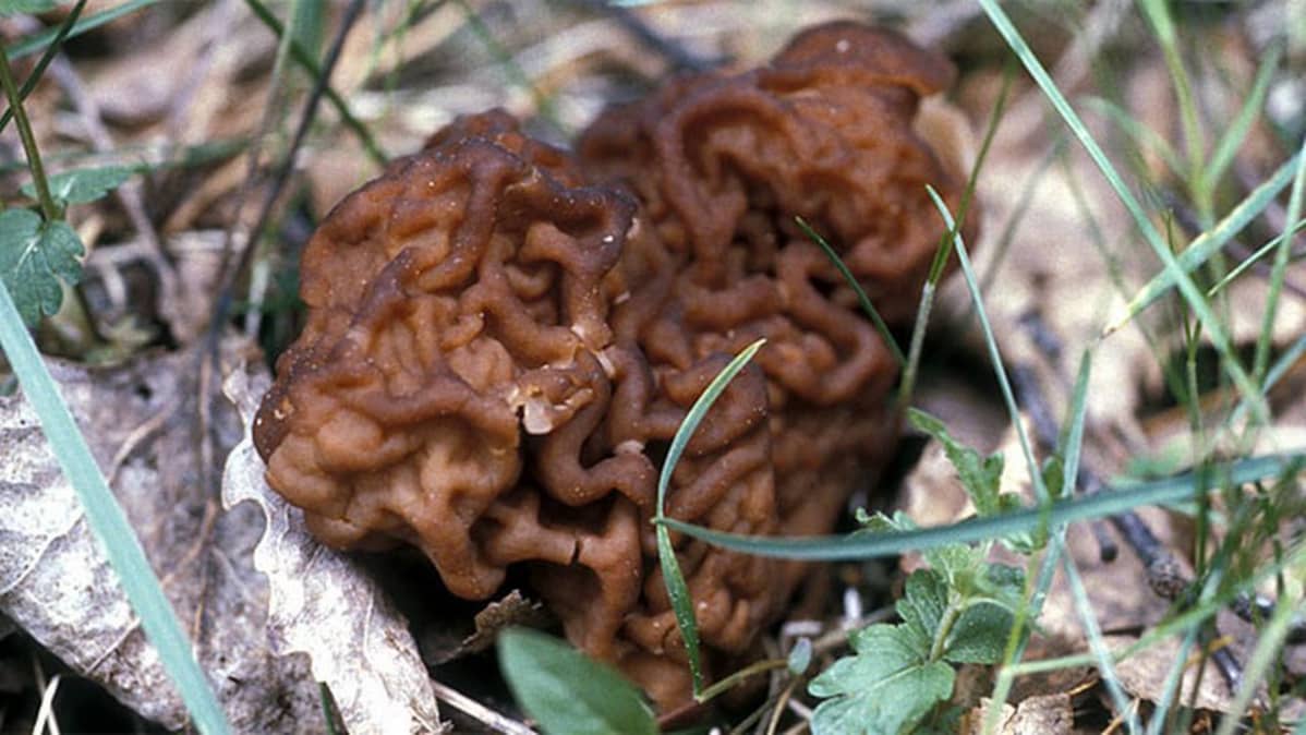 Korvasieni