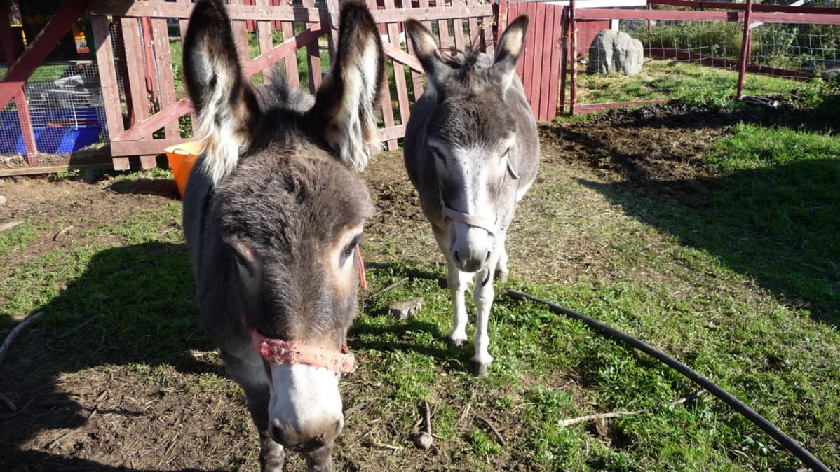 Dasha ruiskuttaminen