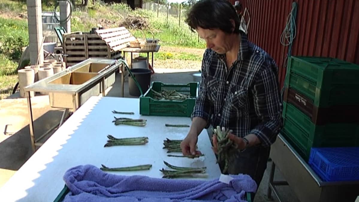Margot Wikström niputtaa parsaa.
