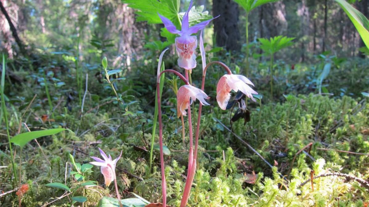 Neidonkenkä (Calypso Bulbosa)