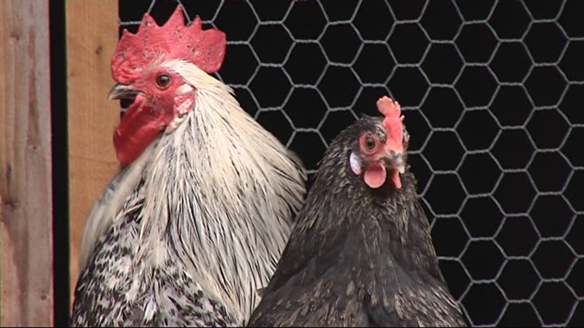 äitini rakastaa seksiä