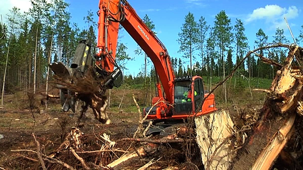 Kaivinkone kaivaa kantoja, energiapuuta avohakkuulta ja asettelee kasoihin.