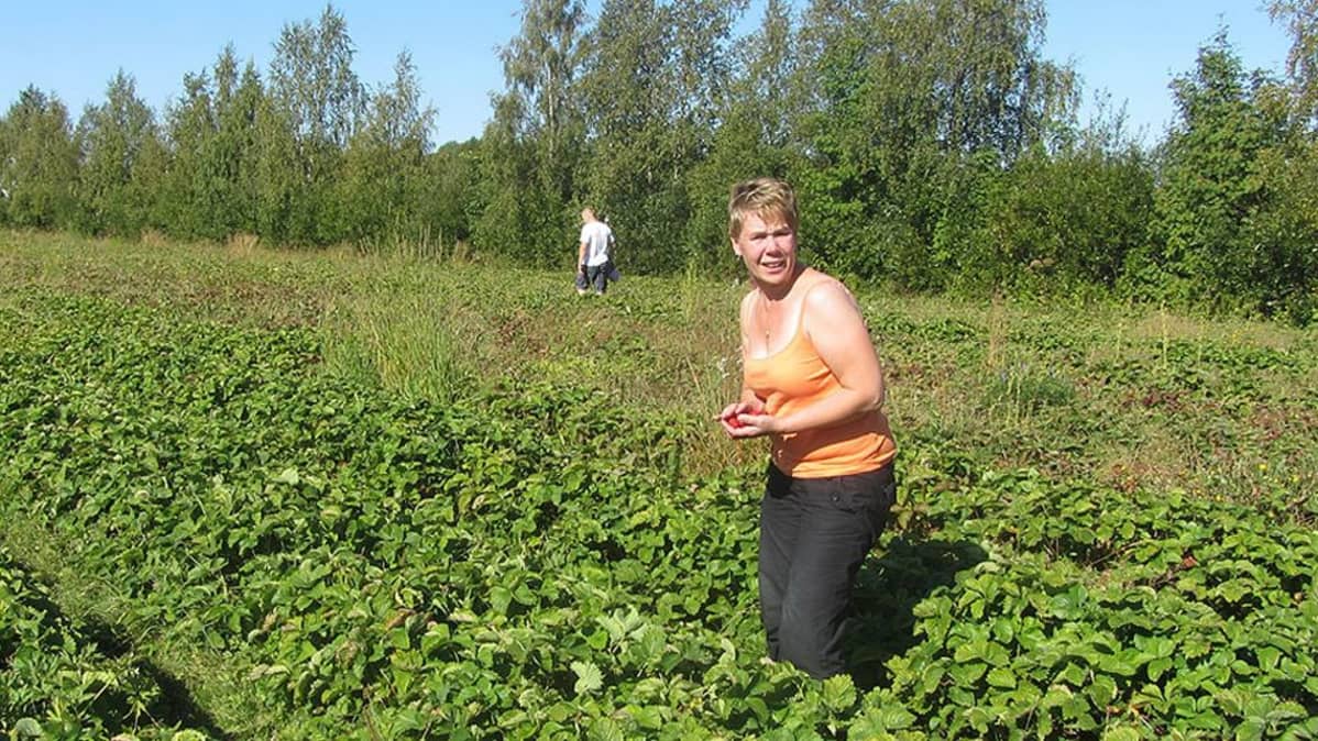 Sari Tapani mansikkapellolla