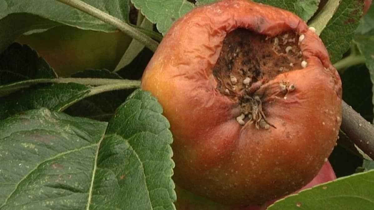 kypsä pari seksiä videoita