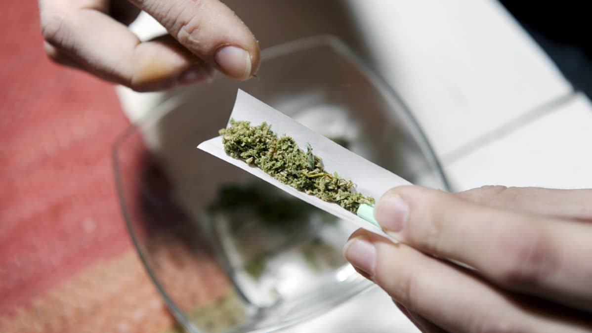 Mies käärii kannabissavuketta.