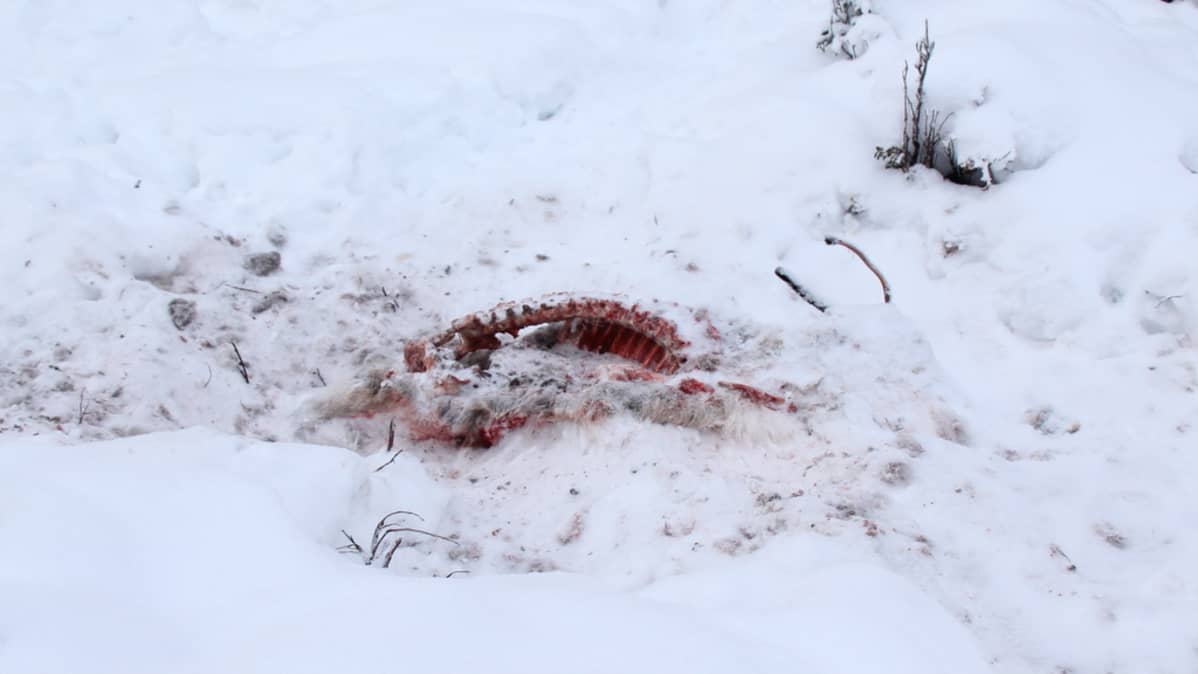 Petojen puoliksi syömä poronraato.