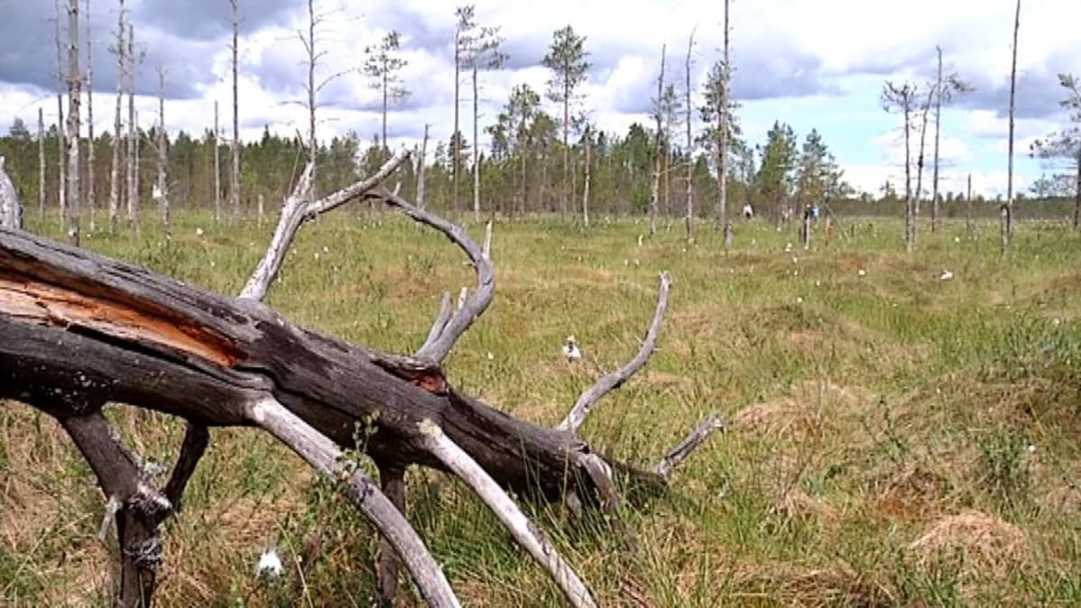 Hankasuon maisemaa Uuraisilta.