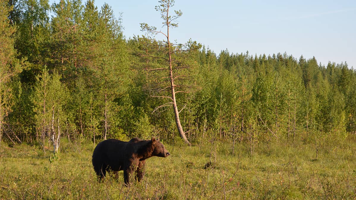 Karhu seisoo metsän reunalla ja katselee kaukaisuuteen.