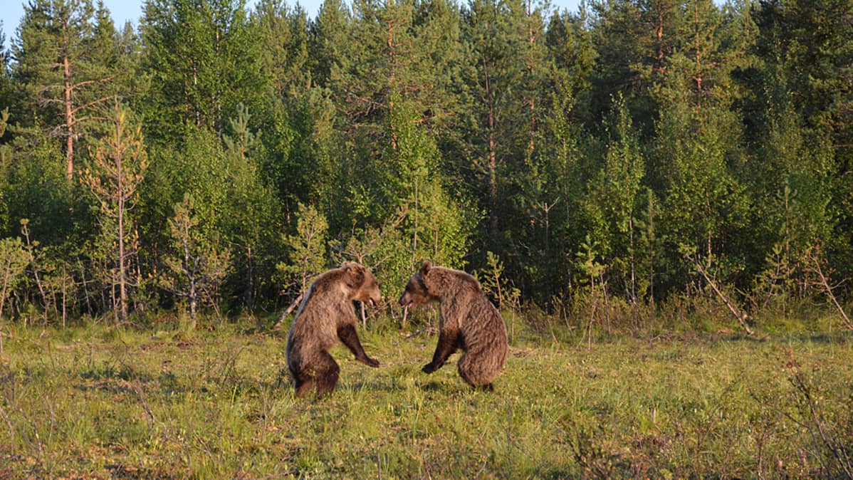 Kaksi pikku karhua metsän laidassa tuijottavat toisiaan takajaloillaan seisten.
