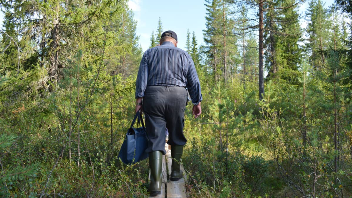 Mies kävelee metsässä pitkospuita pitkin karhukojulle.