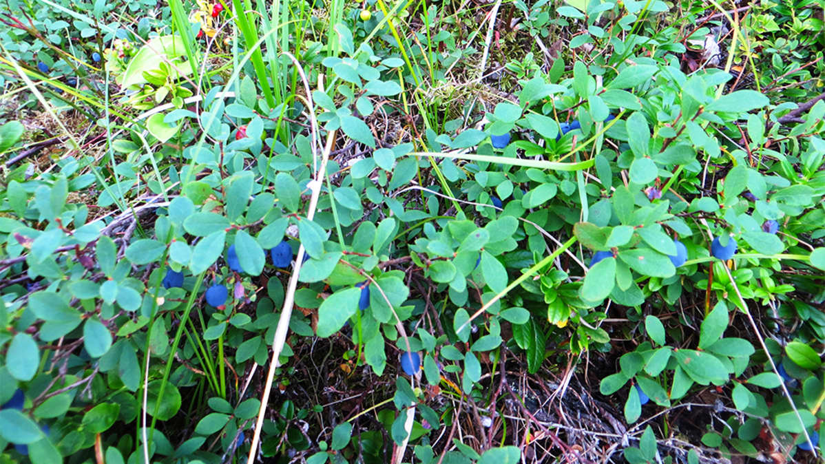 Todellinen kova Dicks