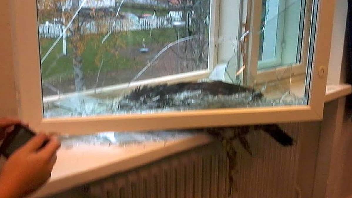 Metso lentänyt ikkunan läpi liikuntasaliin.