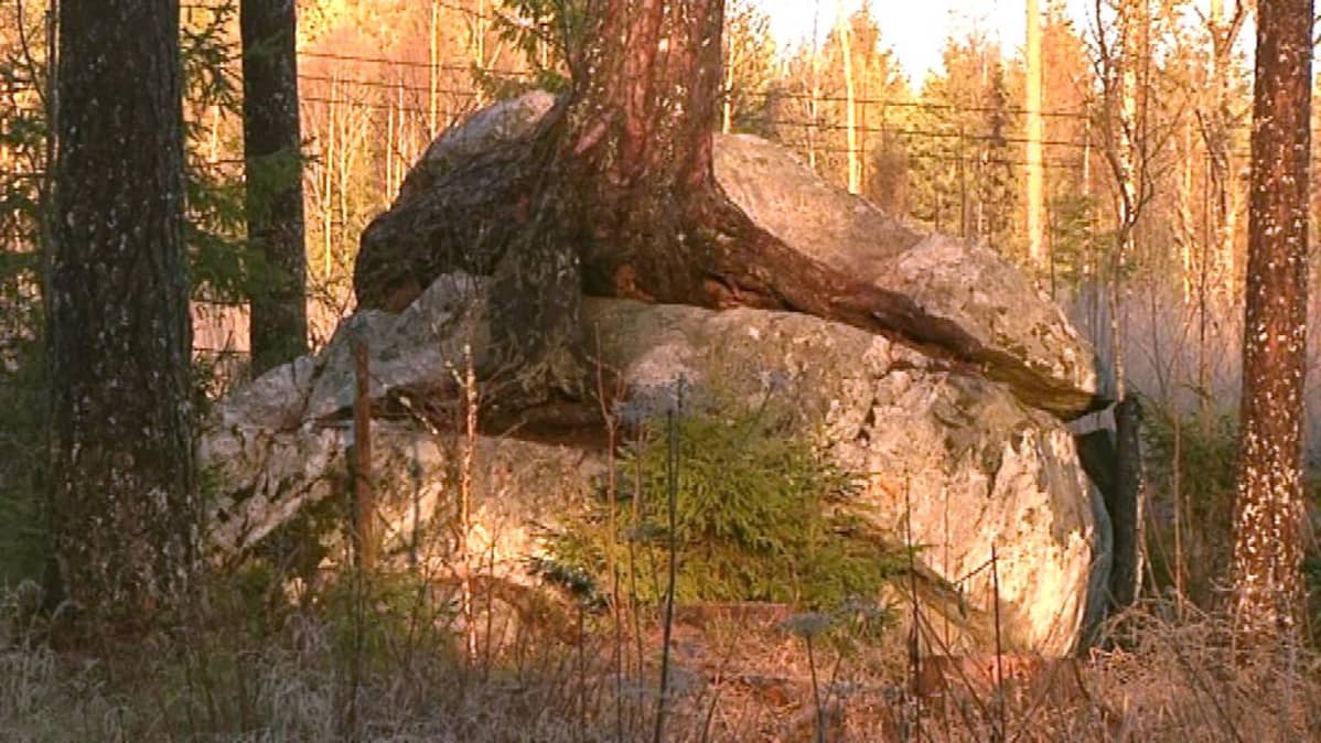 Luonnonmuistomerkkimänty Hämeenlinnasta