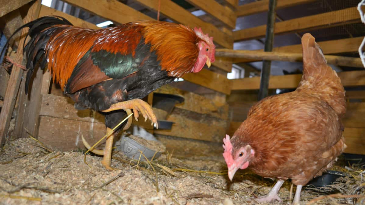 Musta teini kiinni seksiä