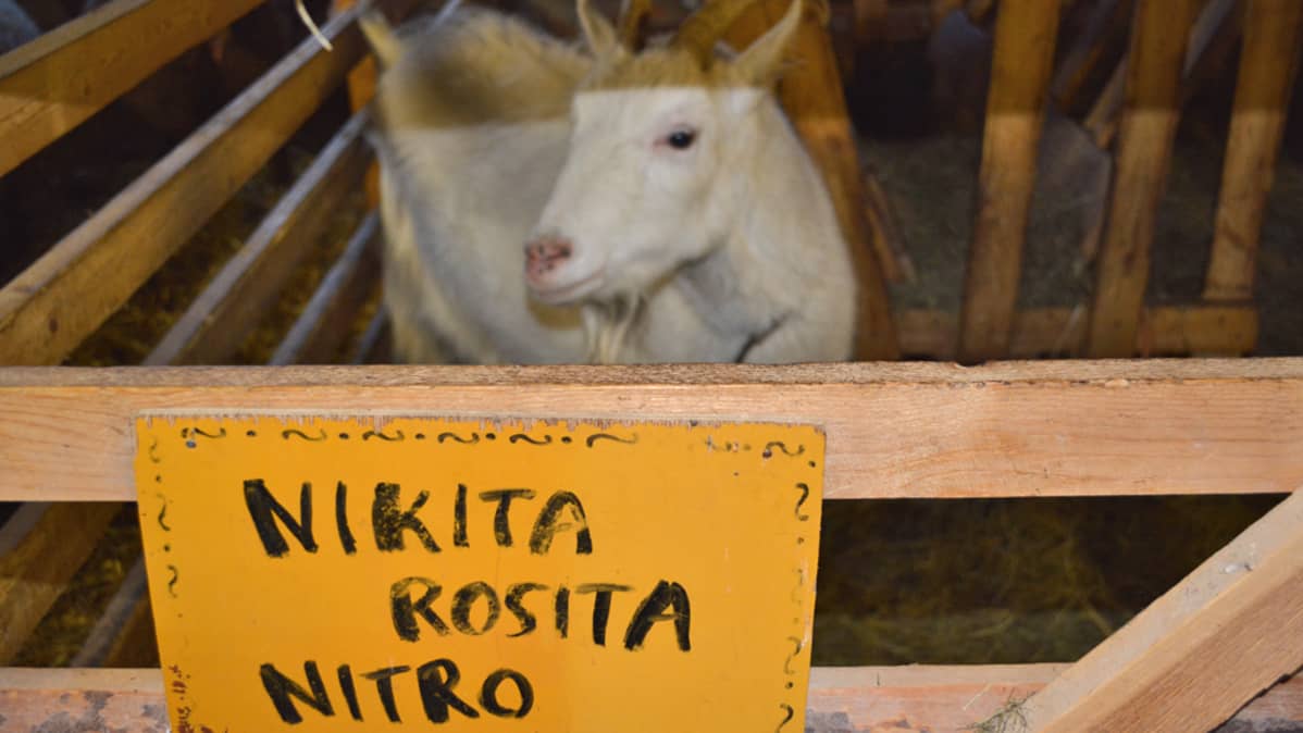 Vuohi karsinassa