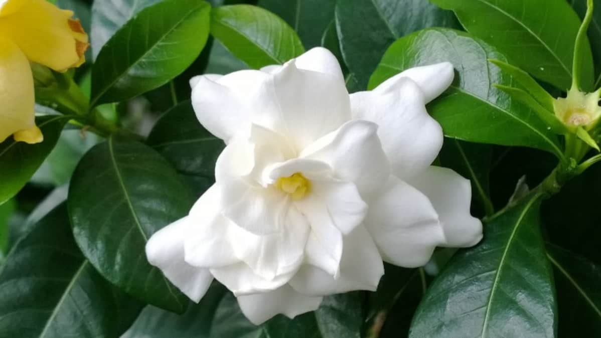 Gardenian kukka