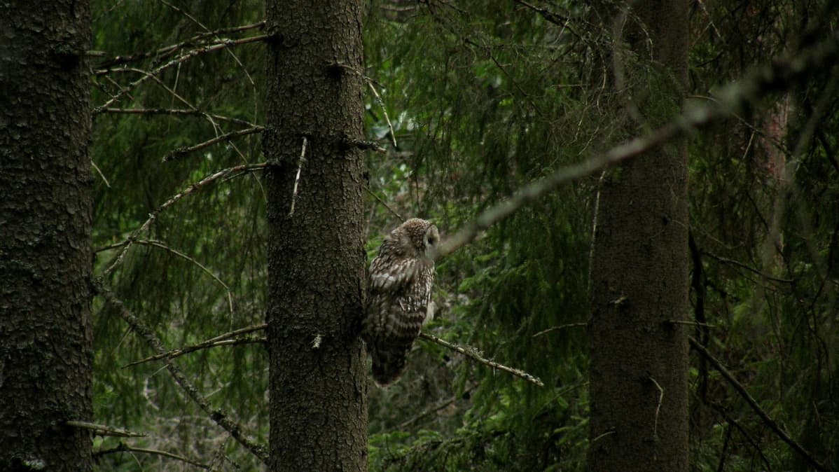 Pöllö Evon vanhassa metsässä.