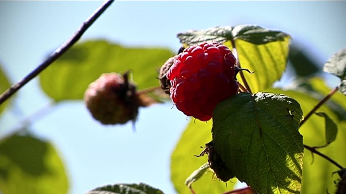valkoinen teini imee mustaa munaa