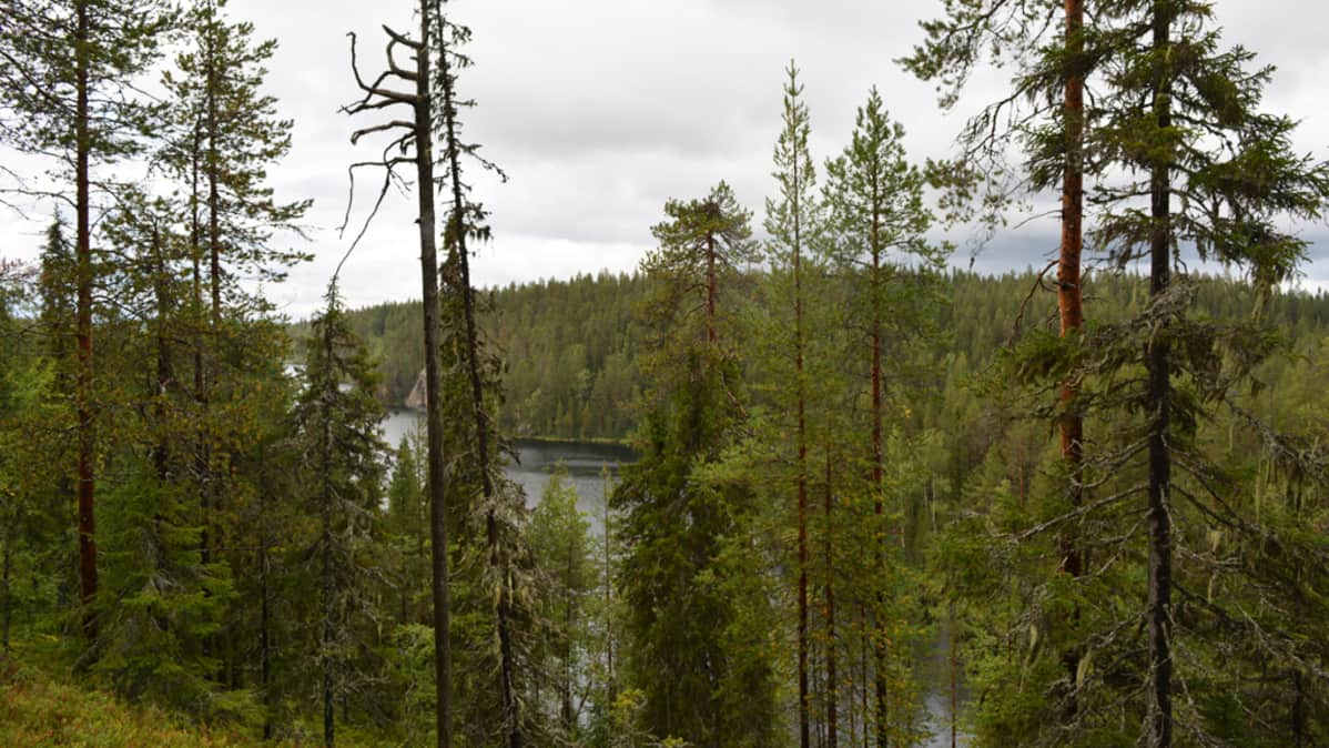 Hossan retkeilyalueen maisemaa, metsää ja vesistöä, jonka takana häämöttää Värikallio.