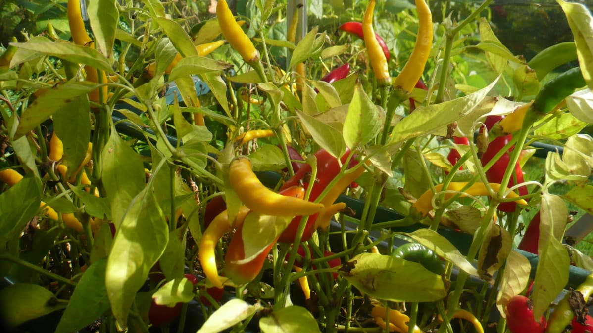 chilikasvustoja