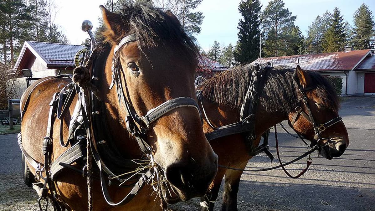 Tarmo ja Tarsan puusavotassa