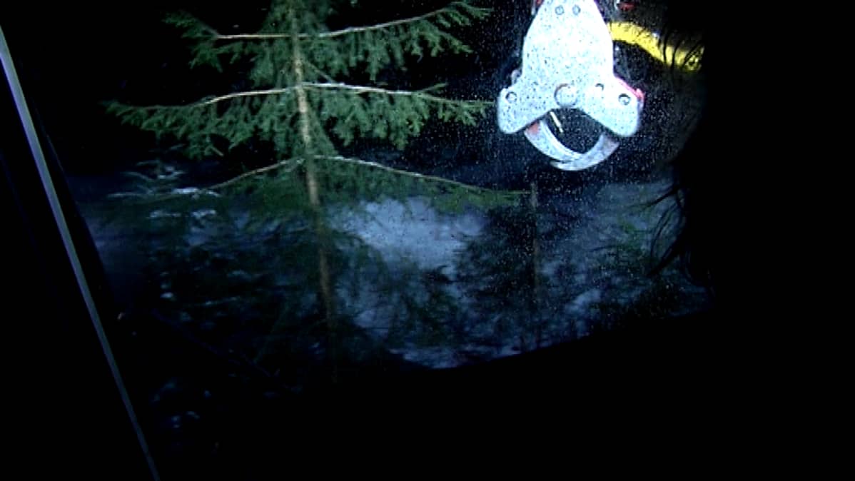 Metsätöissä energiapuunkorjaaja.
