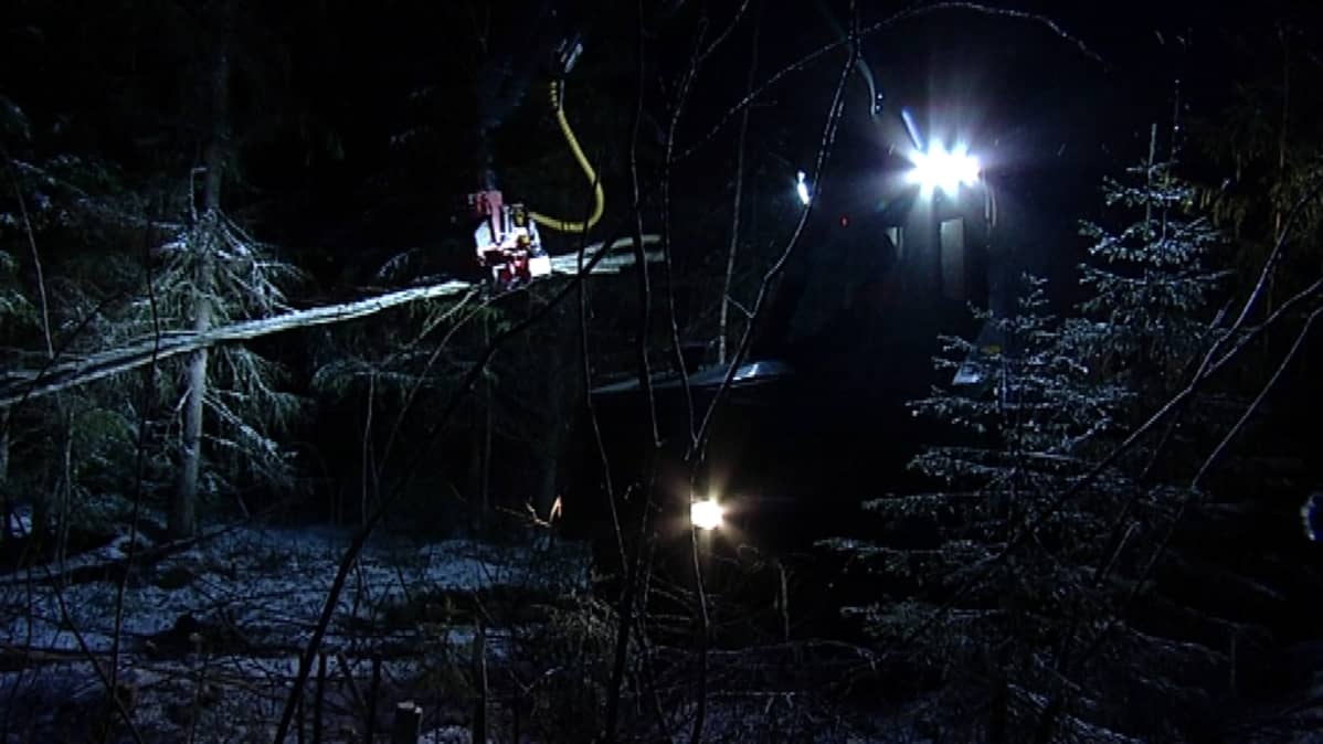 Metsäkone pimeässä metsässä.