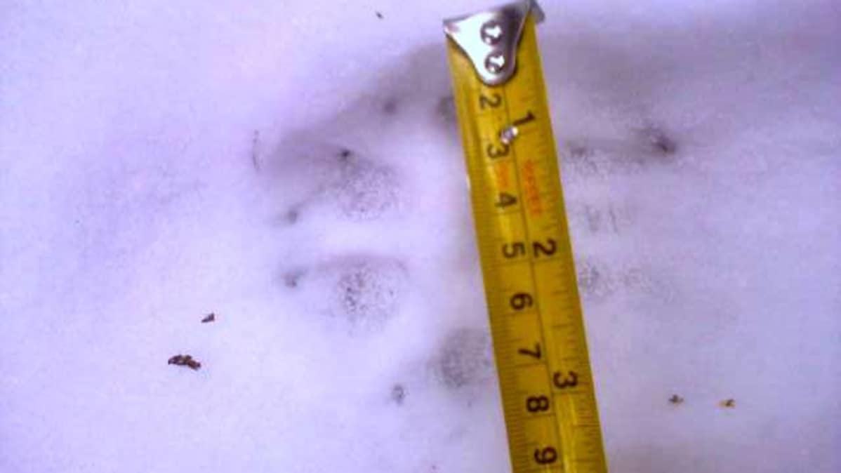 Mittanauha ja suden jälki hangessa.