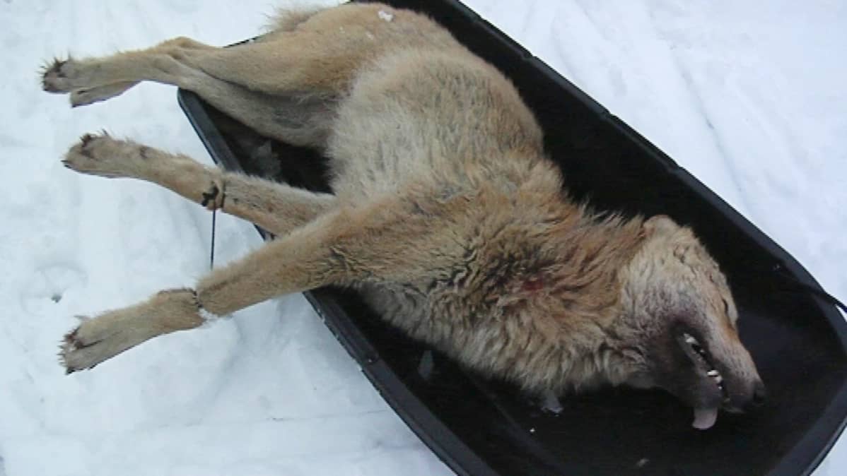 Kaadettu susi pulkassa.