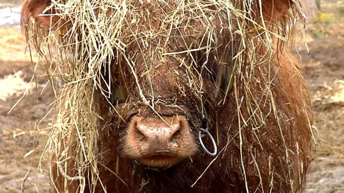 Ylämaankarja laiduntaa vapaana ulkona kesät ja talvet.